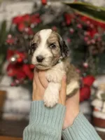 ELF, a male Goldendoodle for sale in Hastings, MI – Photo 1 of 10