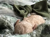 Rythm, a female Miniature Goldendoodle for sale in Hastings, MI – Photo 4 of 5