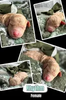 Rythm, a female Miniature Goldendoodle for sale in Hastings, MI – Photo 2 of 5