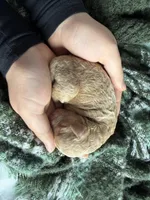 Rythm, a female Miniature Goldendoodle for sale in Hastings, MI – Photo 5 of 5