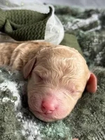 Rythm, a female Miniature Goldendoodle for sale in Hastings, MI – Photo 3 of 5