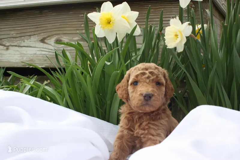 Rythm – Miniature Goldendoodle puppy for sale in Hastings, MI