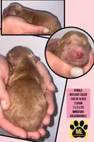 DANCER, a female Miniature Goldendoodle for sale in Hastings, MI – Photo 4 of 8