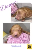 DANCER, a female Miniature Goldendoodle for sale in Hastings, MI – Photo 2 of 8