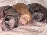 DANCER, a female Miniature Goldendoodle for sale in Hastings, MI – Photo 8 of 8