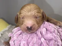 DANCER, a female Miniature Goldendoodle for sale in Hastings, MI – Photo 1 of 8
