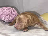 DANCER, a female Miniature Goldendoodle for sale in Hastings, MI – Photo 7 of 8