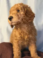 Nugget- Nugs- Blue Boy, a male Goldendoodle and Miniature Goldendoodle for sale in Hastings, MI – 3 of 8