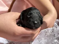 JAZZ, a female Miniature Goldendoodle for sale in Hastings, MI – 5 of 10