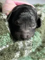 JAZZ, a female Miniature Goldendoodle for sale in Hastings, MI – 8 of 10