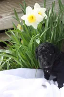 JAZZ, a female Miniature Goldendoodle for sale in Hastings, MI – 3 of 10