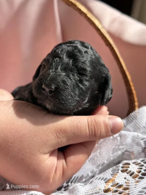 JAZZ – Miniature Goldendoodle puppy for sale in Hastings, MI