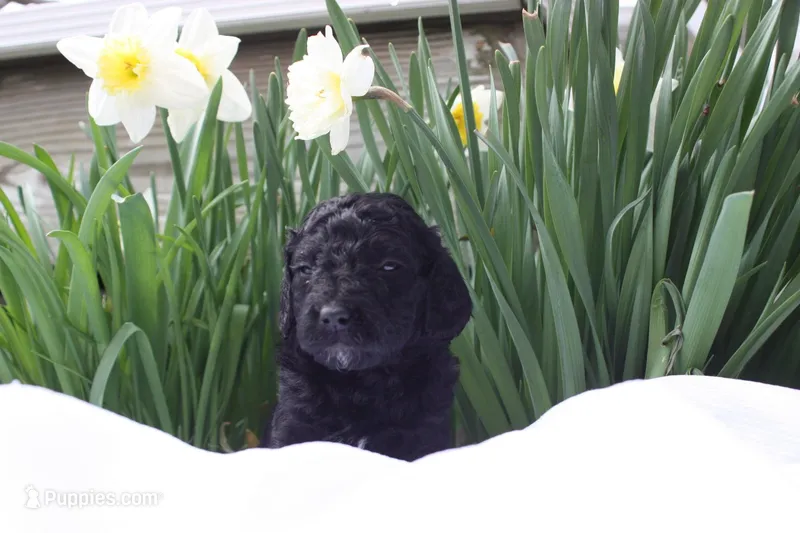 JAZZ – Miniature Goldendoodle puppy for sale in Hastings, MI