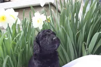 JAZZ, a female Miniature Goldendoodle for sale in Hastings, MI – 2 of 10