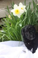 JAZZ, a female Miniature Goldendoodle for sale in Hastings, MI – 4 of 10
