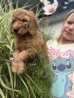 Blueberry- Cream Girl, a female Goldendoodle and Miniature Goldendoodle for sale in Hastings, MI – 2 of 4