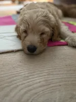 PUFF- Cream Puff, a male Goldendoodle and Miniature Goldendoodle for sale in Hastings, MI – 3 of 4
