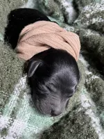 HULA, a female Miniature Goldendoodle for sale in Hastings, MI – Photo 6 of 6