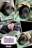 HULA, a female Miniature Goldendoodle for sale in Hastings, MI – Photo 2 of 6