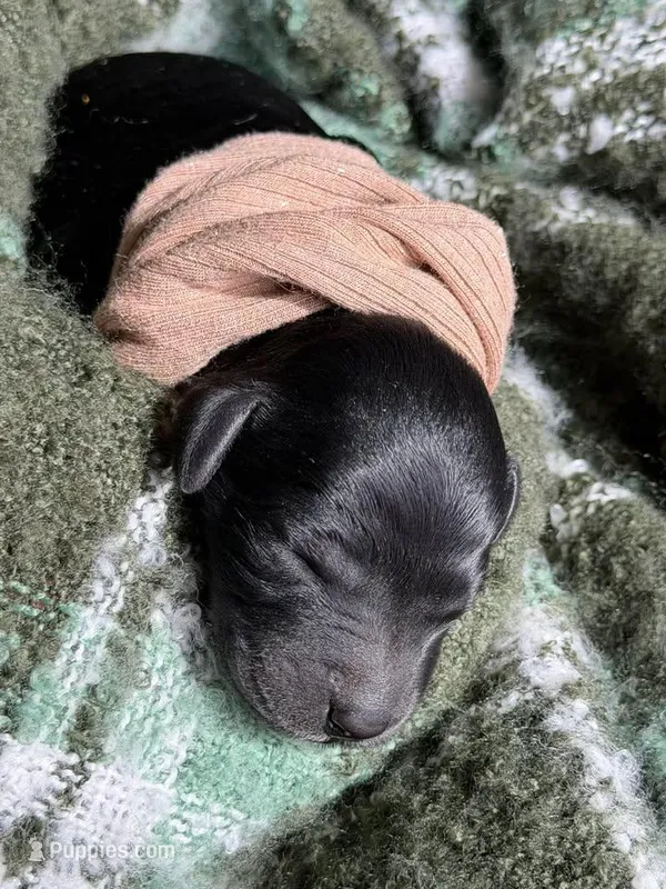 HULA – Miniature Goldendoodle puppy for sale in Hastings, MI