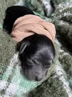 HULA, a female Miniature Goldendoodle for sale in Hastings, MI – Photo 1 of 6