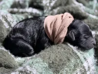 HULA, a female Miniature Goldendoodle for sale in Hastings, MI – Photo 4 of 6