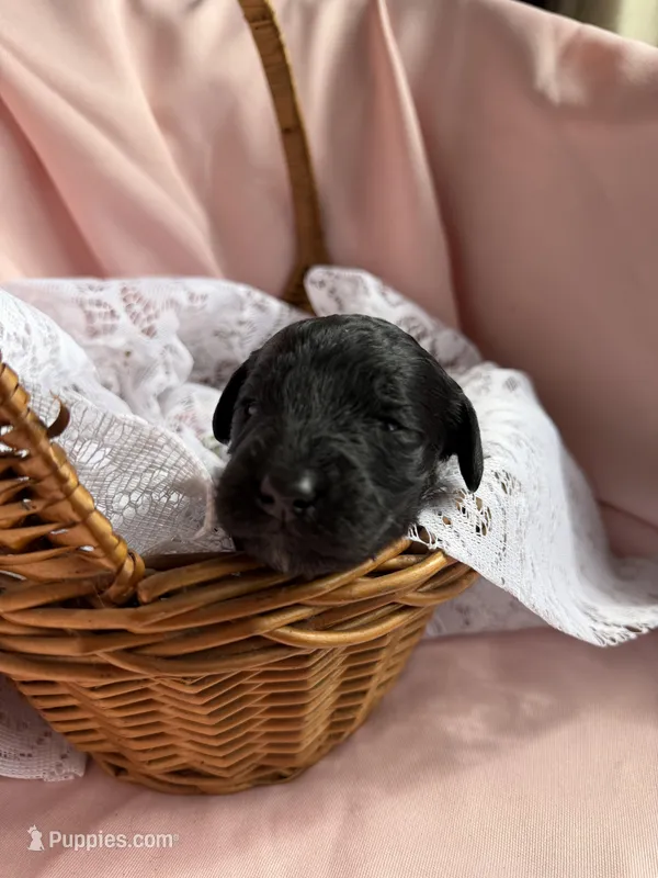 HULA – Miniature Goldendoodle puppy for sale in Hastings, MI