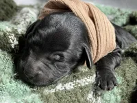 HULA, a female Miniature Goldendoodle for sale in Hastings, MI – Photo 5 of 6