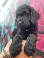 MOSES-Price DROP, a male Goldendoodle for sale in Hastings, MI – Photo 2 of 8