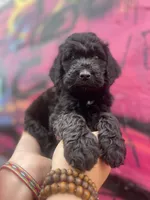 MOSES-Price DROP, a male Goldendoodle for sale in Hastings, MI – Photo 1 of 8