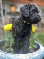 MOSES-Price DROP, a male Goldendoodle for sale in Hastings, MI – Photo 4 of 8