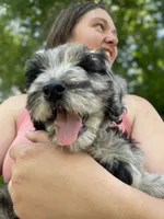 Eve-price drop, a female Goldendoodle for sale in Hastings, MI – Photo 1 of 9