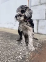 Eve-price drop, a female Goldendoodle for sale in Hastings, MI – Photo 6 of 9