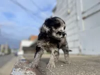 Eve-price drop, a female Goldendoodle for sale in Hastings, MI – Photo 5 of 9