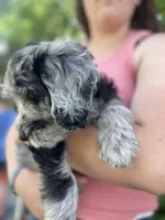 Eve-price drop, a female Goldendoodle for sale in Hastings, MI – Photo 2 of 9