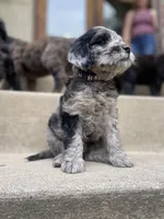 Eve-price drop, a female Goldendoodle for sale in Hastings, MI – Photo 8 of 9