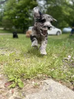 Eve-price drop, a female Goldendoodle for sale in Hastings, MI – Photo 3 of 9