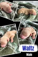 WALTZ, a male Miniature Goldendoodle for sale in Hastings, MI – 2 of 2