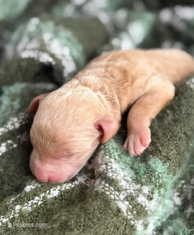 WALTZ, a male Miniature Goldendoodle for sale in Hastings, MI – Photo 1 of 1