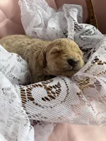 MYSTIC, a female Miniature Goldendoodle for sale in Hastings, MI – 4 of 10