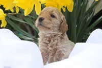 MYSTIC, a female Miniature Goldendoodle for sale in Hastings, MI – 3 of 10