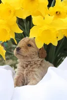 MYSTIC, a female Miniature Goldendoodle for sale in Hastings, MI – 2 of 10