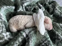 MYSTIC, a female Miniature Goldendoodle for sale in Hastings, MI – Photo 4 of 4