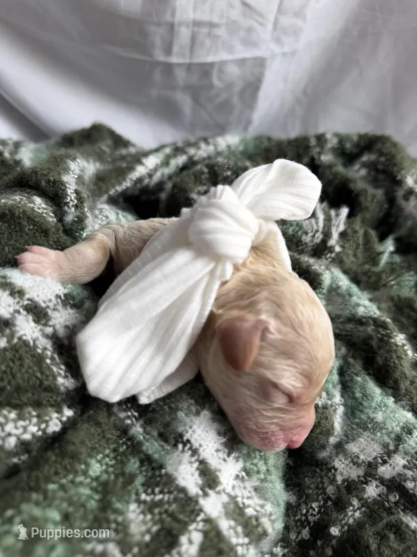 MYSTIC – Miniature Goldendoodle puppy for sale in Hastings, MI