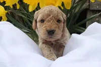 MYSTIC, a female Miniature Goldendoodle for sale in Hastings, MI – 1 of 10