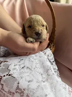 MYSTIC, a female Miniature Goldendoodle for sale in Hastings, MI – 5 of 10