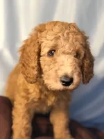Nugget- Nugs- Blue Boy, a male Goldendoodle and Miniature Goldendoodle for sale in Hastings, MI – 2 of 8