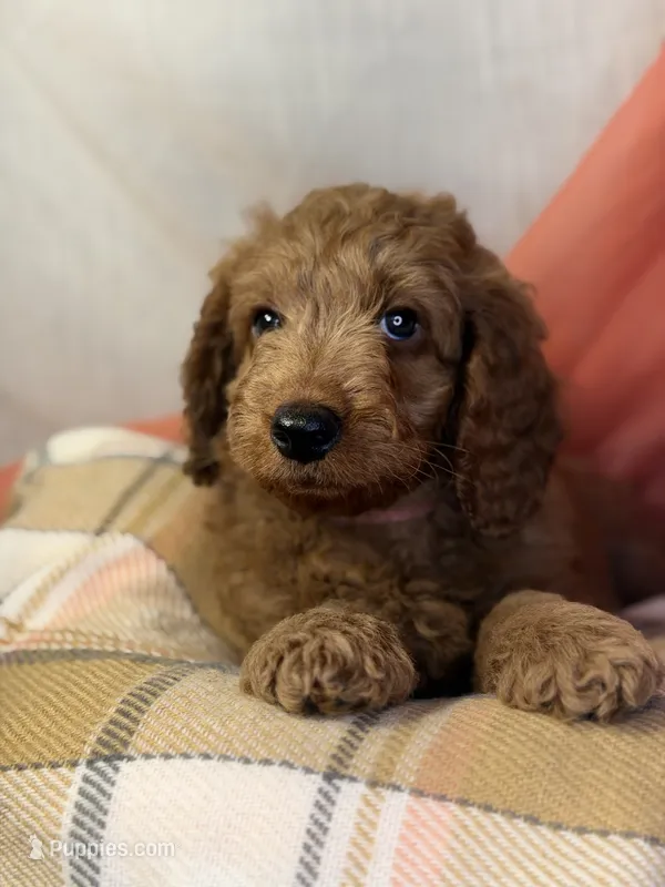 Strawberry - PINK GIRL – Goldendoodle, Miniature Goldendoodle puppy for sale in Hastings, MI