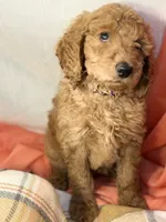 Shortcake - Purple Girl, a female Goldendoodle and Miniature Goldendoodle for sale in Hastings, MI – 3 of 3