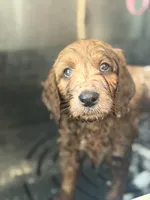 Scotti Biscotti-Red Boy, a male Goldendoodle and Miniature Goldendoodle for sale in Hastings, MI – 4 of 5